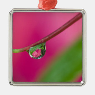 USA, Oregon, Shore Acres Gardens, Water droplet Metal Tree Decoration