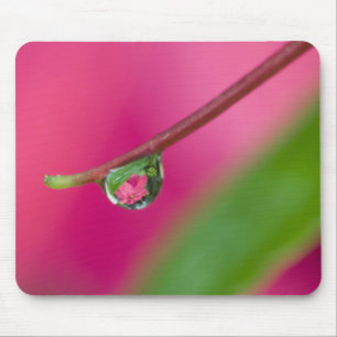 USA, Oregon, Shore Acres Gardens, Water droplet Mouse Mat
