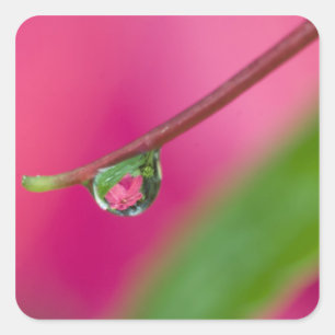 USA, Oregon, Shore Acres Gardens, Water droplet Square Sticker