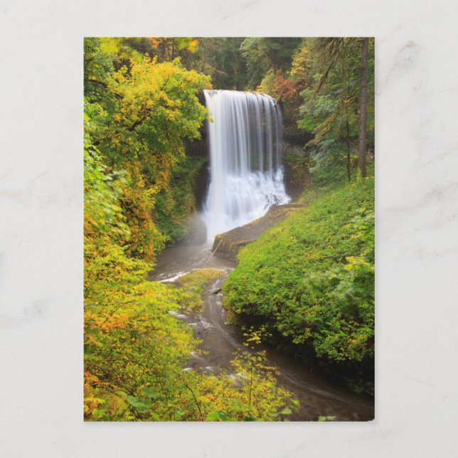 USA, Oregon, Silver Falls State Park 3 Postcard (Front)