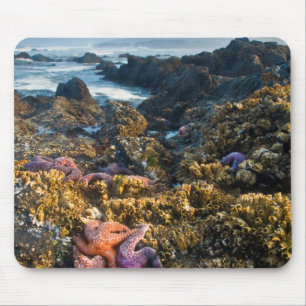 USA, Oregon. Starfish and sea stars Mouse Mat