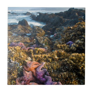 USA, Oregon. Starfish and sea stars Tile