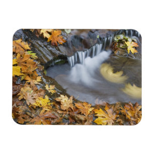 USA, Oregon, Sweet Creek. Fallen maple leaves Magnet