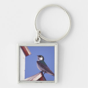 USA, Oregon. Violet-Green Swallow Tachycineta Key Ring