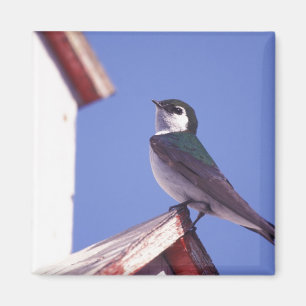 USA, Oregon. Violet-Green Swallow Tachycineta Magnet