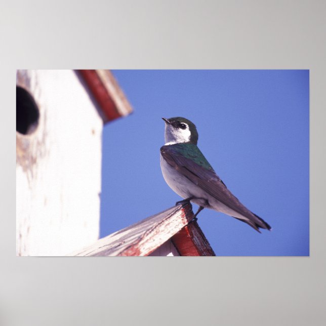 USA, Oregon. Violet-Green Swallow Tachycineta Poster (Front)
