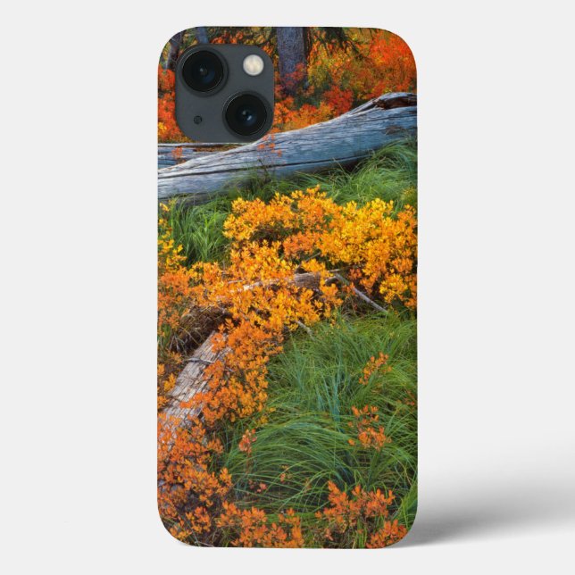 USA, Oregon, Willamette National Forest Case-Mate iPhone Case (Back)