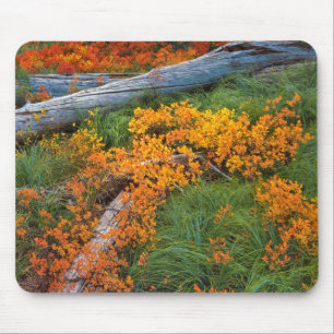 USA, Oregon, Willamette National Forest Mouse Mat