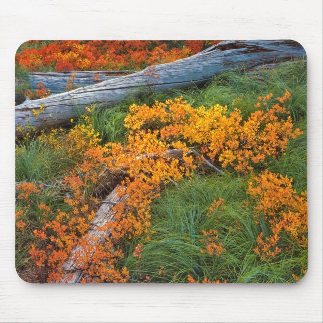 USA, Oregon, Willamette National Forest Mouse Mat (Front)