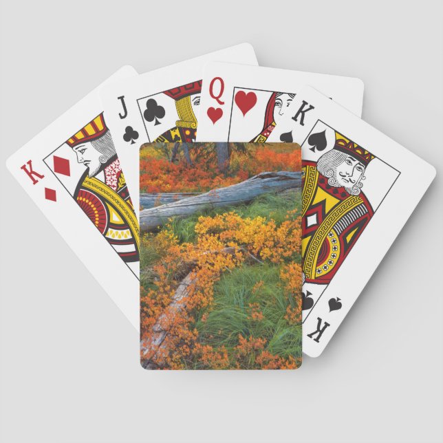 USA, Oregon, Willamette National Forest Playing Cards (Back)