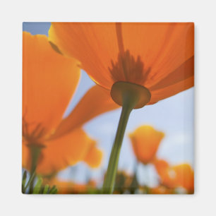 USA, Oregon, Willamette Valley, Close UP of 2 Magnet