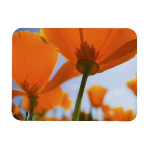 USA, Oregon, Willamette Valley, Close UP of 2 Magnet