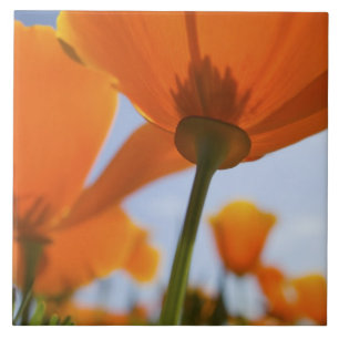 USA, Oregon, Willamette Valley, Close UP of 2 Tile