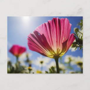 USA, Oregon, Willamette Valley, Close UP of Postcard