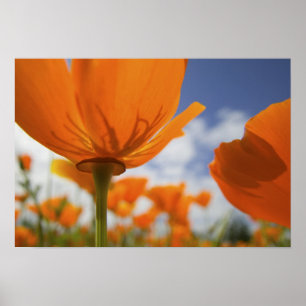 USA, Oregon, Willamette Valley, Close UP of Poster