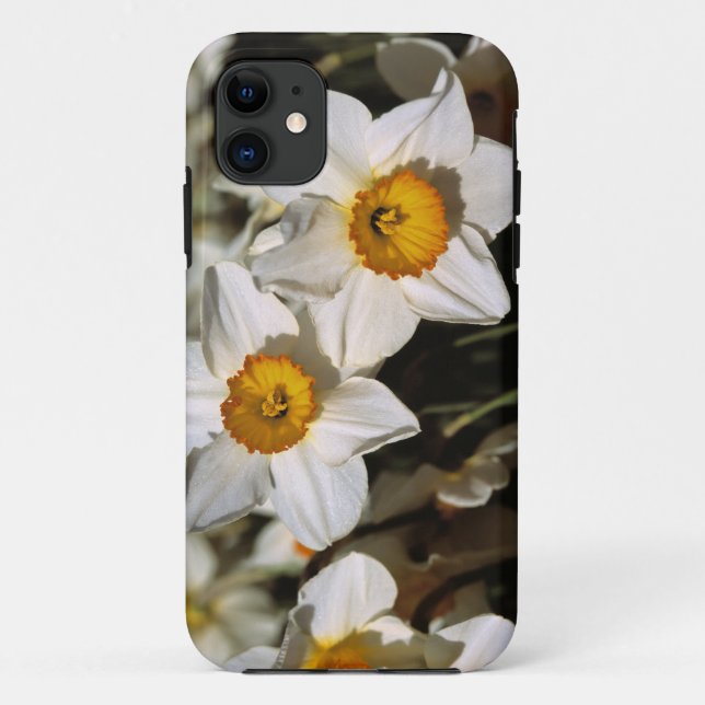 USA, Oregon, Willamette Valley. Daffodils Case-Mate iPhone Case (Back)