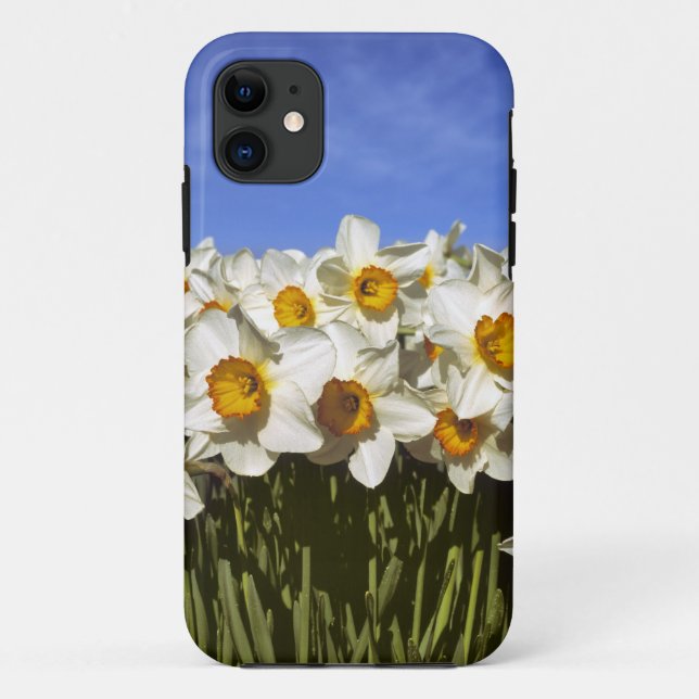 USA, Oregon, Willamette Valley. Daffodils grow Case-Mate iPhone Case (Back)