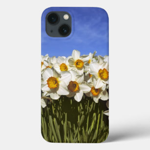 USA, Oregon, Willamette Valley. Daffodils grow iPhone 13 Case