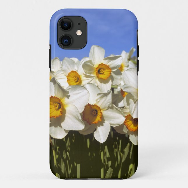 USA, Oregon, Willamette Valley. Daffodils grow Case-Mate iPhone Case (Back)