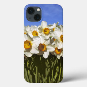 USA, Oregon, Willamette Valley. Daffodils grow iPhone 13 Case