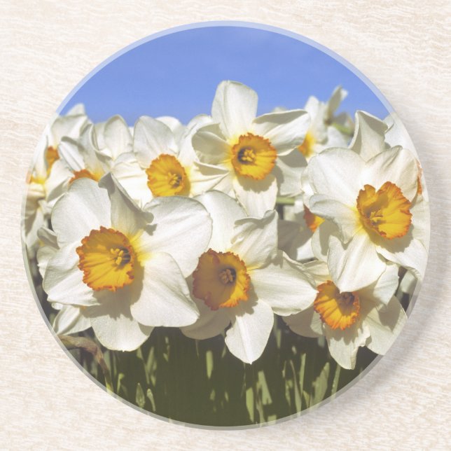 USA, Oregon, Willamette Valley. Daffodils grow Coaster (Front)