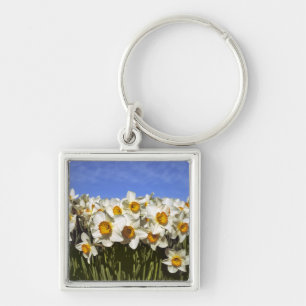 USA, Oregon, Willamette Valley. Daffodils grow Key Ring