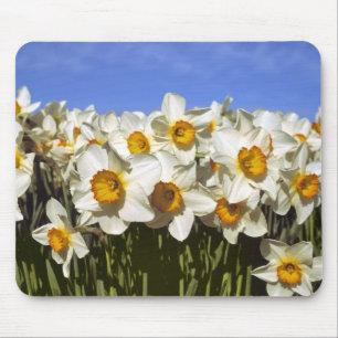 USA, Oregon, Willamette Valley. Daffodils grow Mouse Mat
