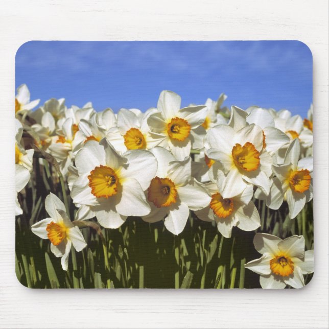 USA, Oregon, Willamette Valley. Daffodils grow Mouse Mat (Front)