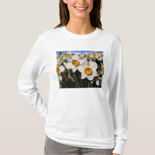 USA, Oregon, Willamette Valley. Daffodils T-Shirt
