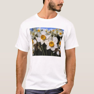 USA, Oregon, Willamette Valley. Daffodils T-Shirt