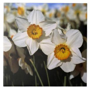 USA, Oregon, Willamette Valley. Daffodils Tile