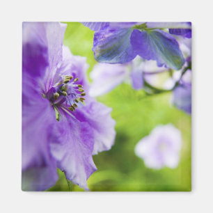 USA, Oregon, Willamette Valley, Larkspur Close 2 Magnet