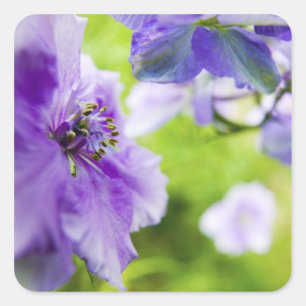 USA, Oregon, Willamette Valley, Larkspur Close 2 Square Sticker