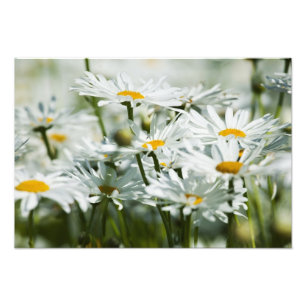 USA, Oregon, Willamette Valley, Selective Photo Print