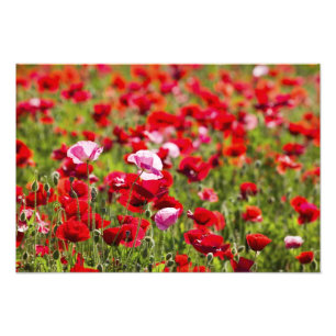 USA, Oregon, Willamette Valley, Shirley 2 Photo Print