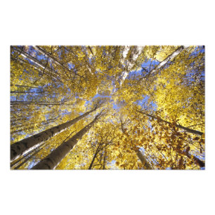 USA, Pacific Northwest. Aspen trees in autumn Photo Print