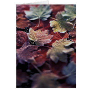 USA, Pacific Northwest. Japanese maple leaves