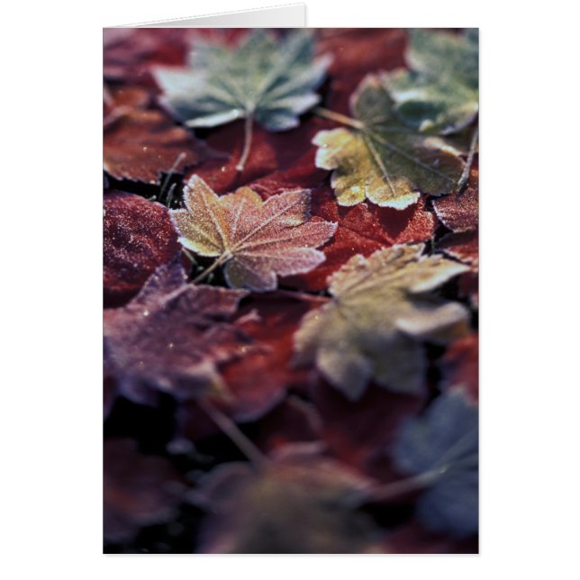 USA, Pacific Northwest. Japanese maple leaves (Front)