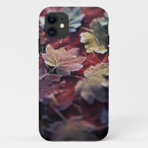 USA, Pacific Northwest. Japanese maple leaves iPhone 11 Case