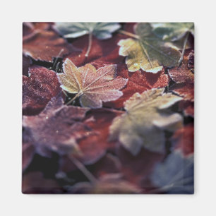 USA, Pacific Northwest. Japanese maple leaves Magnet