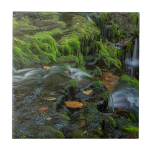 USA, Pennsylvania, Benton, Ricketts Glen State Tile