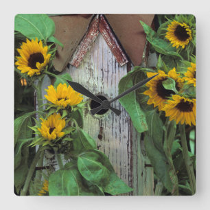 USA, Pennsylvania. Birdhouse and garden Square Wall Clock