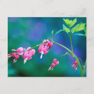 USA, Pennsylvania. Bleeding heart flowers Postcard