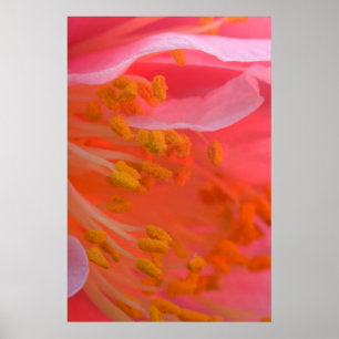 USA, Pennsylvania. Camellia blossom close-up Poster