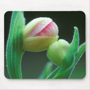 USA, Pennsylvania. Close-up of flower bud Mouse Mat
