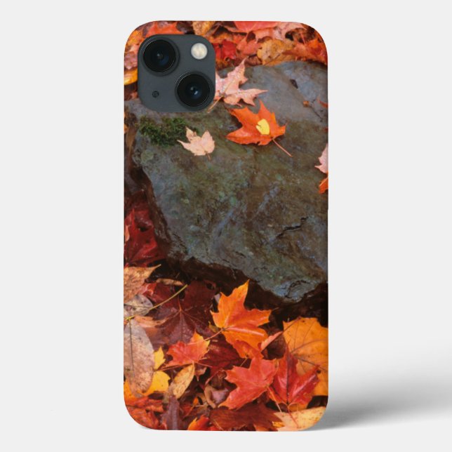 USA, Pennsylvania. Close-Up Of Forest Floor Case-Mate iPhone Case (Back)