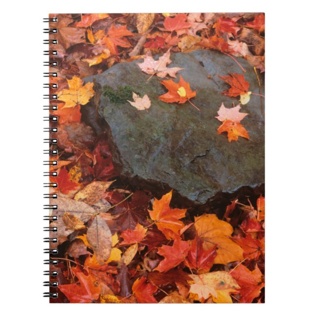 USA, Pennsylvania. Close-Up Of Forest Floor Notebook (Front)
