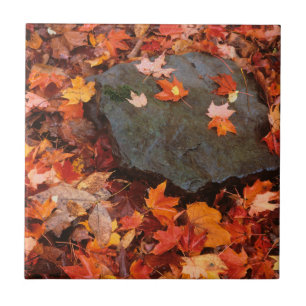 USA, Pennsylvania. Close-Up Of Forest Floor Tile