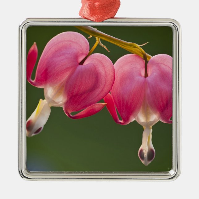 USA, Pennsylvania. Close-up of two bleeding Metal Tree Decoration (Front)