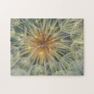 USA, Pennsylvania. Dandelion seedhead close-up Jigsaw Puzzle
